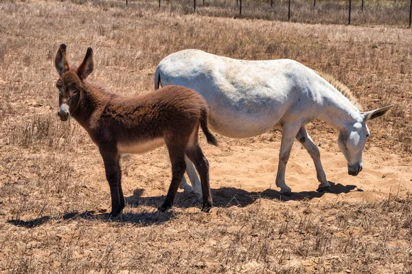 brown donkey and white horse in a field in Alentejo Portugal
