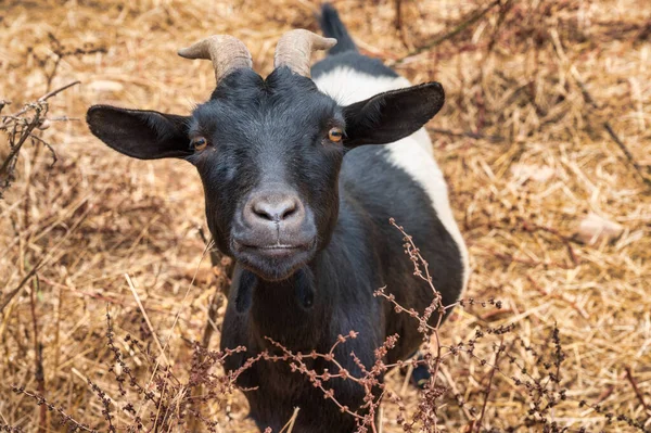 Goat Field Alentejo Portugal — Stock Photo, Image