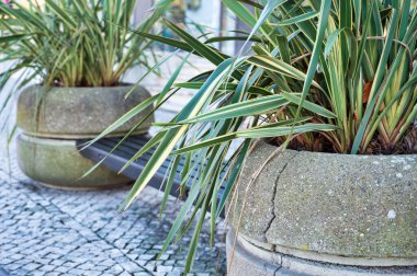 İki çiçek vazosuyla sokak bankı 