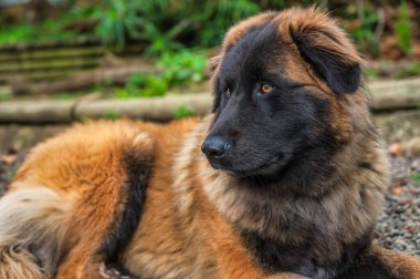 Serra da Estrela Portekizli köpek