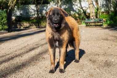 Serra da Estrela Portekizli köpek