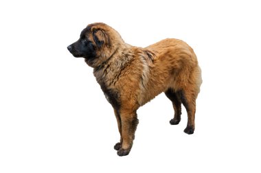 Serra da Estrela Portekizli köpek