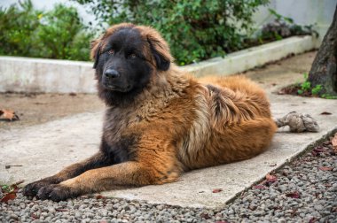 Serra da Estrela Portekizli köpek