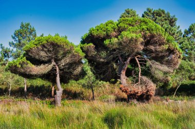 Bereketli, güneşli bir ormanda rüzgarla süpürülmüş çam ağaçları, Portekiz 'in Albufeira Gölü, berrak mavi arkaplanı.