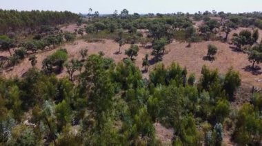 Portekiz 'in Alentejo bölgesindeki tepeler, kuru tarlalar ve açık yeşil ağaçlar altında yemyeşil ağaçlarla