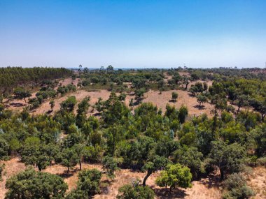 Portekiz 'in Alentejo bölgesindeki tepeler, kuru tarlalar ve açık gökyüzünün altındaki yemyeşil ağaçlarla.