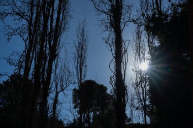 Dallardan süzülen güneş ışığıyla siluetli ağaçlar huzurlu ve dramatik bir doğa sahnesi yaratıyor..