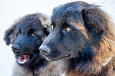 İki Serra da Estrela köpeği, tüylü paltolarını ve etkileyici gözlerini detaylıca gösteriyorlar..