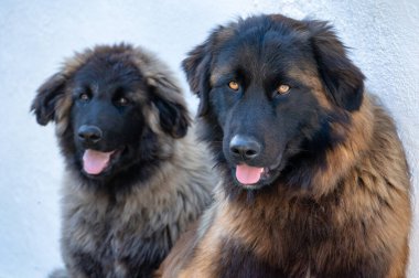 İki Serra da Estrela köpeği, tüylü paltolarını ve etkileyici gözlerini detaylıca gösteriyorlar..