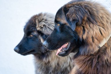 İki Serra da Estrela köpeği, tüylü paltolarını ve etkileyici gözlerini detaylıca gösteriyorlar..