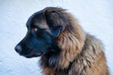 Serra da Estrela dog, showcasing their fluffy coats and expressive eyes in detail. clipart