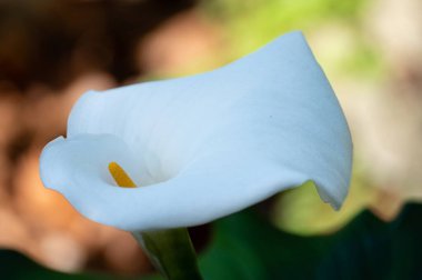 Beyaz bir zambak çiçeğine yakın plan, parlak sarı bir spadix ile, bulanık bir arka plan üzerine kurulmuş..