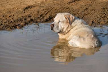 Güneşli bir günde çamurlu bir su birikintisinde serinleyen rahat Labrador köpeği, açık havanın ve doğanın tadını çıkarıyor..