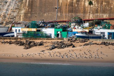 Portekiz 'in Ericeira kentindeki renkli balıkçı kulübelerinin ve teknelerinin önündeki kumlu sahilde martılar dinleniyor..