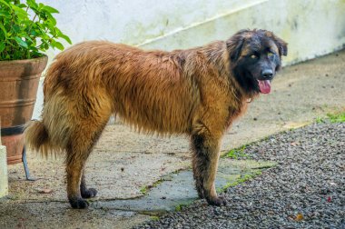 Islak bir Serra da Estrela köpeği bir verandada dikiliyor, dili açık, kalın, kırsal bir palto ve sakin bir ifade sergiliyor..