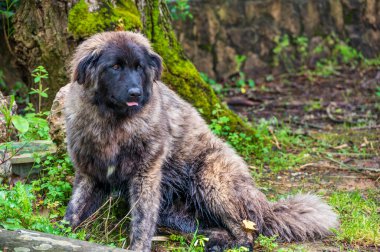Bir Serra da Estrela köpeği, yosunlu bir ağacın yanındaki ıslak çimlere sakince oturur ve kalın, koruyucu paltosunu gösterir..