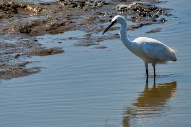 Portekiz 'de güneş ışığı altında çamurlu kıyılarda sığ sularda duran küçük balıkçıllar..