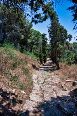 Portekiz 'deki Mirobriga arkeolojik sahasında ağaçlarla çevrili taş döşeli Roma yolu, antik bir yerleşim alanının mühendisliğini ve manzarasını gözler önüne seriyor..