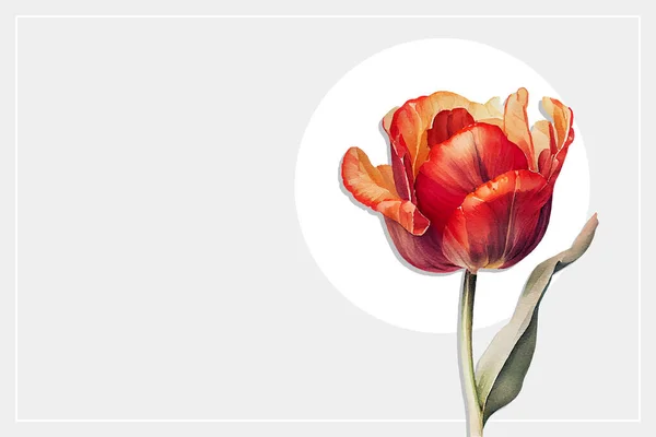 Czerwony Tulipan Białym Tle Szablon Karty Akwarelowej Wektora — Wektor stockowy