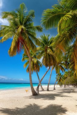 Beyaz kumlu, hindistan cevizi palmiyeli, deniz mavisi gökyüzü, dış dünya seyahati, yaz tatili konsepti, doğal duvar kâğıdı. Karayipler, Saona Adası, Dominik Cumhuriyeti