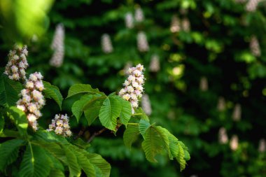 Flowering horse chestnut tree or Aesculus with beautiful white flowers bunch and green leaves in spring, seasonal floral background, natural wallpaper