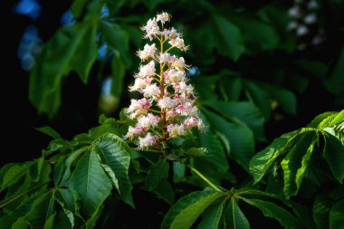 Flowering horse chestnut tree or Aesculus with beautiful white flowers bunch and green leaves in spring, seasonal floral background, natural wallpaper