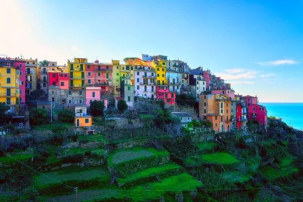 Потрясающий Вид Деревню Корнилья Национальном Парке Cinque Terre Красивый Городской — стоковое фото