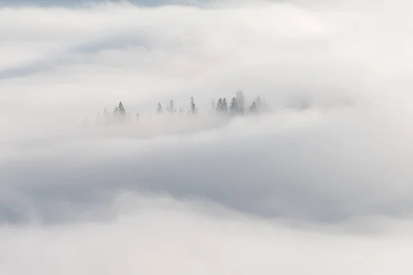 Живописный Вид Еловых Деревьев Облаках Удивительный Туманный Горный Пейзаж Естественный Лицензионные Стоковые Изображения