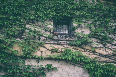 Yalnız pencereli ev duvarı, sarmaşıkla dekore edilmiş, doğal dış plan tasarımınız için, klasik tarz görüntü.