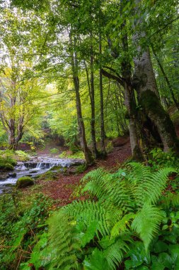 Renkli ormanlarla çevrili küçük bir dağ kristali olan güzel sonbahar manzarası, doğal seyahat arka planı, dikey görüntü.