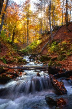 Küçük nehir, kayın ağaçları, kayın ağaçları ve düşmüş renkli yaprakları olan güneşli sonbahar ormanı, doğa manzarası, duvar kâğıdı veya örtüsü için uygun dış dünya seyahati, Karpatlar Dağları