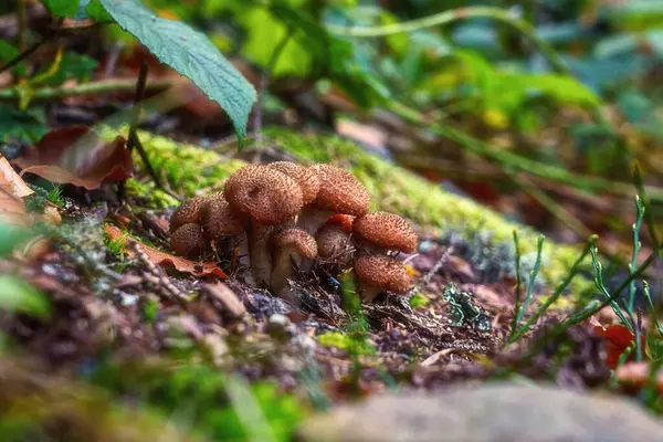 生长在森林中的蜂蜜真菌 食用菌 天然植物背景 有选择性的图像 — 图库照片