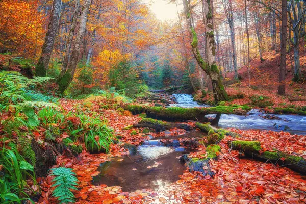 Słoneczny Jesienny Las Małą Rzeką Buki Kamienie Upadłe Kolorowe Liście — Zdjęcie stockowe