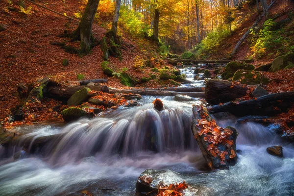 小さな川 ブナの木 落ちた色の葉 自然の風景 壁紙やカバーに適した屋外旅行の背景を持つ晴れた秋の森 カルパティアン山脈 — ストック写真