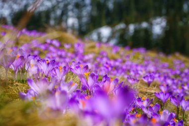 Polonya 'nın High Tatras kentindeki ünlü Polana Chocholowska dağ vadisinde çiçek açan mor timsahlar veya safran çiçekleri. Manzaralı bahar manzarası, doğal dış seyahat arka planı.