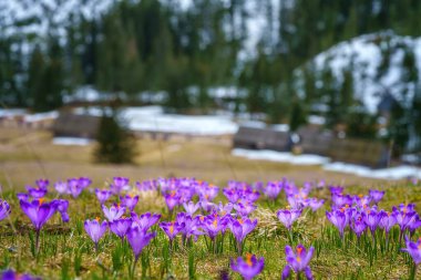Dolina Chocholowska, Polonya 'nın yüksek Tatra dağlarındaki ünlü vadi, çiçek açan mor timsahlar veya safran çiçekleriyle. Manzaralı bahar manzarası, doğal dış seyahat arka planı.