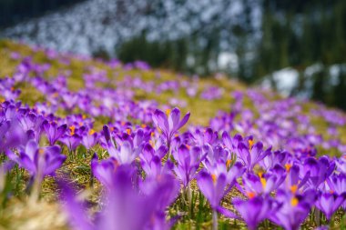 Polonya 'nın High Tatras kentindeki ünlü Polana Chocholowska dağ vadisinde çiçek açan mor timsahlar veya safran çiçekleri. Manzaralı bahar manzarası, doğal dış seyahat arka planı.