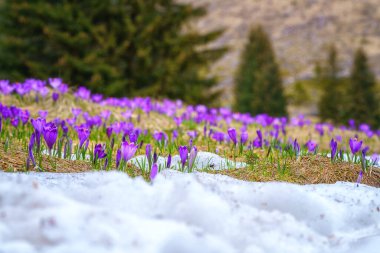 Polonya 'nın High Tatras kentindeki ünlü Polana Chocholowska dağ vadisinde çiçek açan mor timsahlar veya safran çiçekleri. Manzaralı bahar manzarası, doğal dış seyahat arka planı.