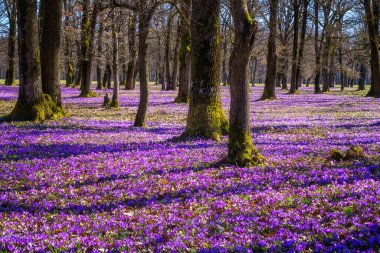 Ormanda büyüyen yabani mor tarlalar ya da safran çiçekleri, manzaralı manzaralar, Avrupa 'da mevsimsel arka plan, ilkbaharın başlarında