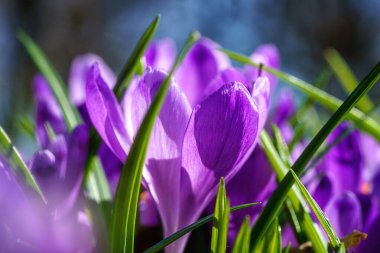 Güzel mor krukus ya da güneş ışığında safran çiçeği, makro görüntü. Duvar kağıdı veya tebrik kartı için uygun doğal bahar çiçeği arkaplanı