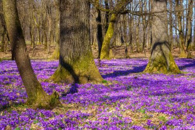 İnanılmaz doğa manzarası, meşe ormanlarında büyüyen mor tarlalar ya da safran çiçekleri, manzaralı manzaralar, Avrupa 'da mevsimsel arka plan, ilkbaharın başlarında