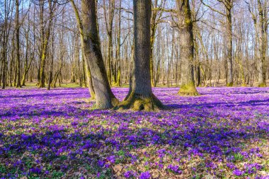 İnanılmaz doğa manzarası, meşe ormanlarında büyüyen mor tarlalar ya da safran çiçekleri, manzaralı manzaralar, Avrupa 'da mevsimsel arka plan, ilkbaharın başlarında
