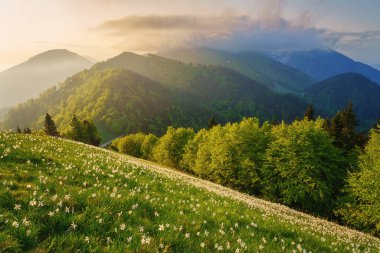 Golica, Slovenya, Karavanke dağlarındaki beyaz nergis çiçekleri. Şaşırtıcı doğa, çiçek açan yamaçlı bahar manzarası, çarpıcı dağlık tepeler ve bulutlar, dış seyahat arka planı.