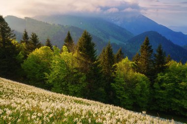 Golica, Slovenya, Karavanke dağlarındaki beyaz nergis çiçekleri. Şaşırtıcı doğa, çiçek açan yamaçlı bahar manzarası, çarpıcı dağlık tepeler ve bulutlar, dış seyahat arka planı.