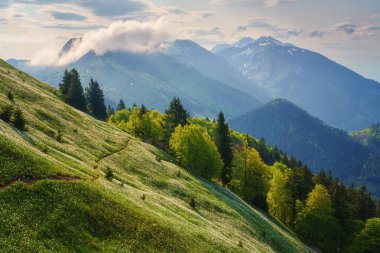 Golica, Slovenya, Karavanke dağlarındaki beyaz nergis çiçekleri. Şaşırtıcı doğa, çiçek açan yamaçlı bahar manzarası, çarpıcı dağlık tepeler ve bulutlar, dış seyahat arka planı.
