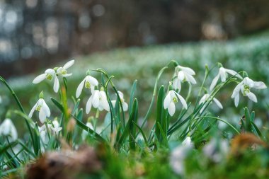 Vahşi doğada büyüyen beyaz kar damlası ya da galanthus çiçekleri, ilkbahar arkaplanı, Avrupa 'da ilkbahar başı