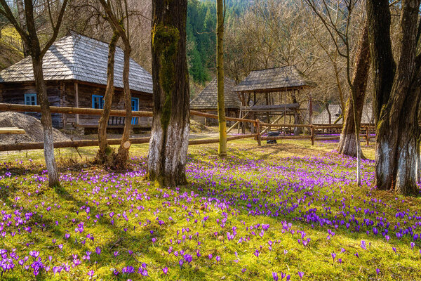 Open air museum of folk architecture Stare selo (Old village) in Kolochava during purple crocus (saffron) flowering, Zakarpattia, Ukraine. Spring landscape with rare flowers, outdoor travel background