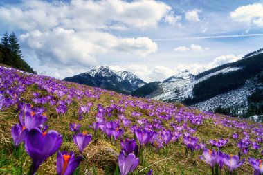 Dolina Chocholowska, Polonya 'nın yüksek Tatra dağlarındaki ünlü vadi, çiçek açan mor timsahlar veya safran çiçekleriyle. Manzaralı bahar manzarası, doğal dış seyahat arka planı.