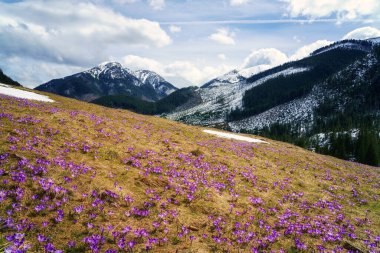 Dolina Chocholowska, Polonya 'nın yüksek Tatra dağlarındaki ünlü vadi, çiçek açan mor timsahlar veya safran çiçekleriyle. Manzaralı bahar manzarası, doğal dış seyahat arka planı.