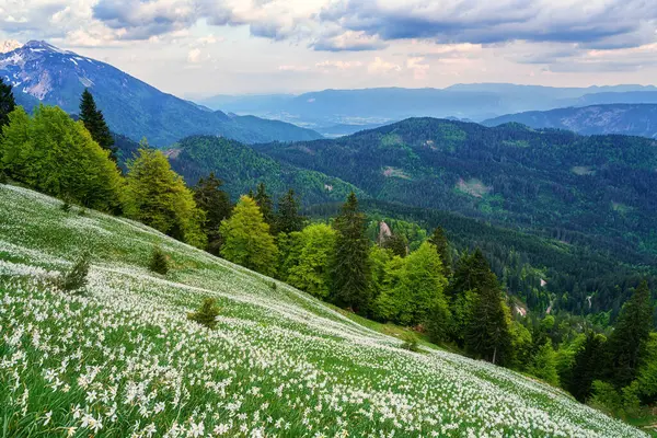 Golica Dağı, Slovenya, Karavanke dağlarındaki beyaz nergis çiçekleri. Şaşırtıcı doğa, çiçek açan yamaçlı bahar manzarası, çarpıcı dağlık tepeler ve bulutlar, dış seyahat arka planı.